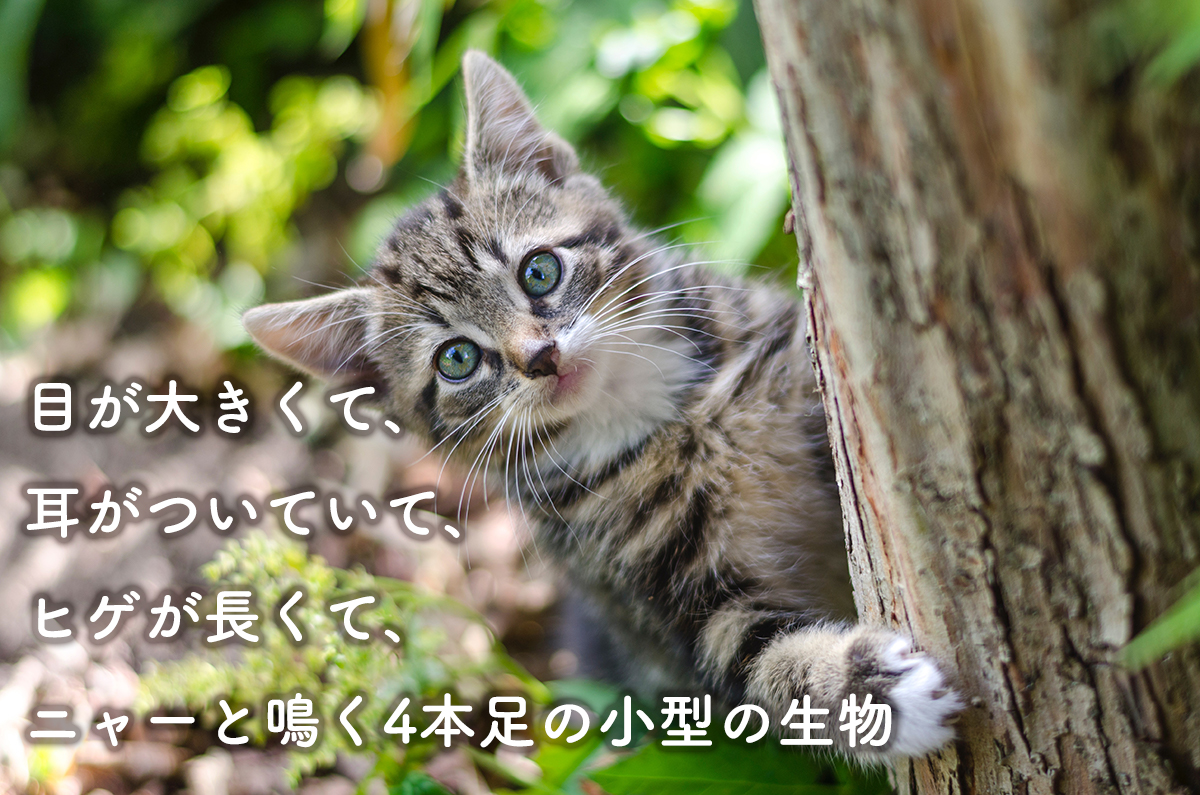 猫とは