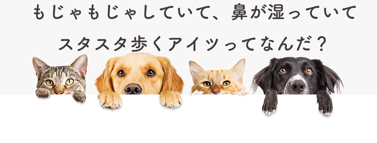 猫と犬の違いがわからない