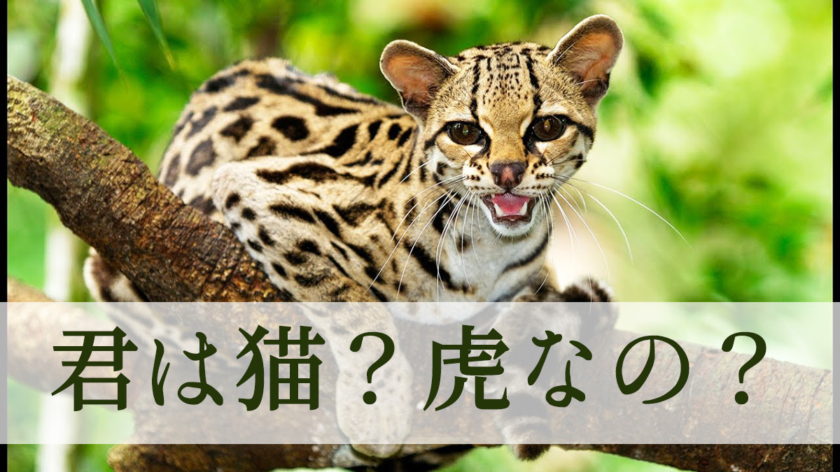 これは猫？